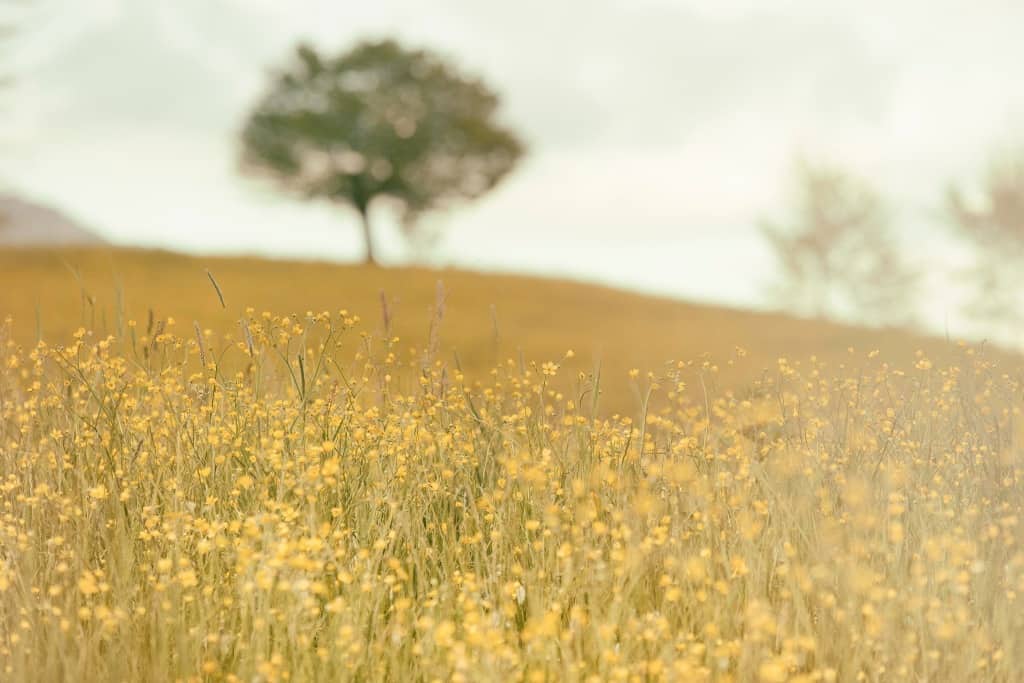 Tree in a Field