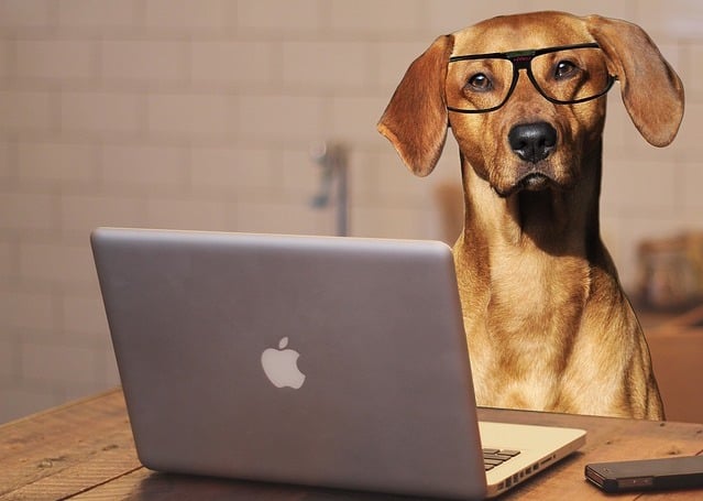 Dog on a laptop stock trading- PersonalProfitability.com